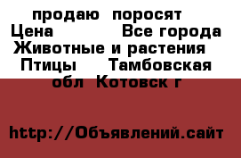 продаю  поросят  › Цена ­ 1 000 - Все города Животные и растения » Птицы   . Тамбовская обл.,Котовск г.